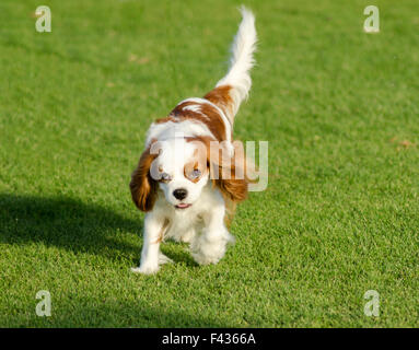 Eine kleine Blenheim Cavalier King Charles Spaniel zu Fuß auf dem Rasen sehr freundlich und schön Stockfoto