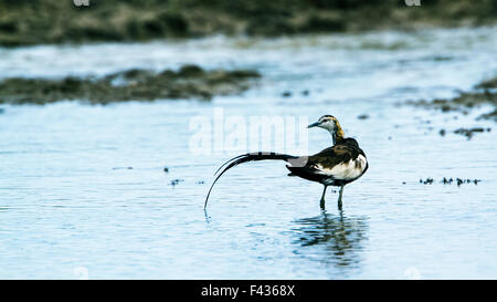 Fasan-tailed Jacana Specie Hydrophasianus chirurgus Stockfoto