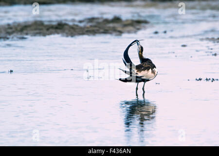 Fasan-tailed Jacana Specie Hydrophasianus chirurgus Stockfoto