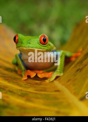 Agalychnis Callidryas Affe Frosch Stockfoto