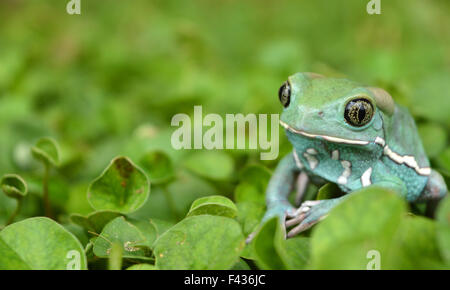 Phyllomedusa sauvagii Stockfoto