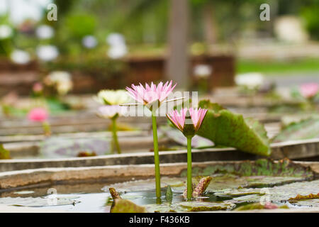 Lila Seerose im Teich Stockfoto