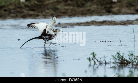 Fasan-tailed Jacana Specie Hydrophasianus chirurgus Stockfoto