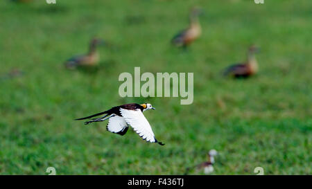 Fasan-tailed Jacana Specie Hydrophasianus chirurgus Stockfoto