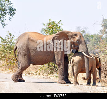 Afrikanischer Elefant Kuh und Kalb Stockfoto