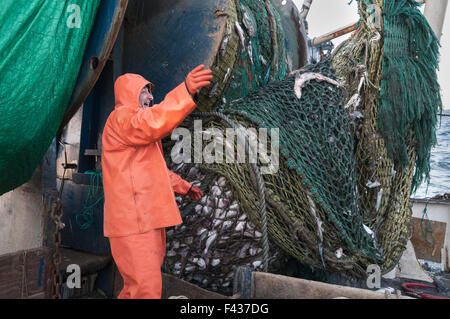 Kabeljau-Ende der Fischtrawler net voll von Schellfisch.  Georges Bank, New England Stockfoto