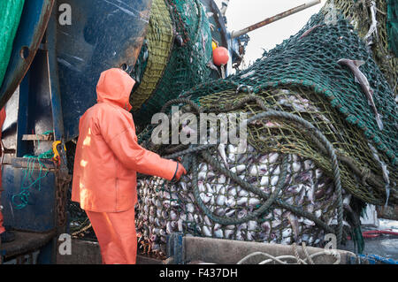 Kabeljau-Ende der Fischtrawler net voll von Schellfisch.  Georges Bank, New England Stockfoto