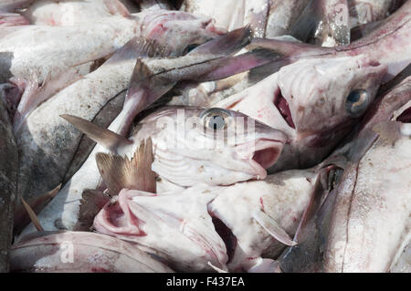 Schellfisch auf Deck des Offshore-Dragger.  Georges Bank, New England Stockfoto