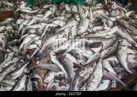 Schellfisch auf Deck des Offshore-Dragger.  Georges Bank, New England Stockfoto