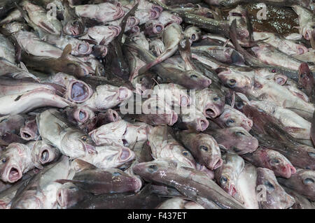 Schellfisch auf Deck des Offshore-Dragger.  Georges Bank, New England Stockfoto