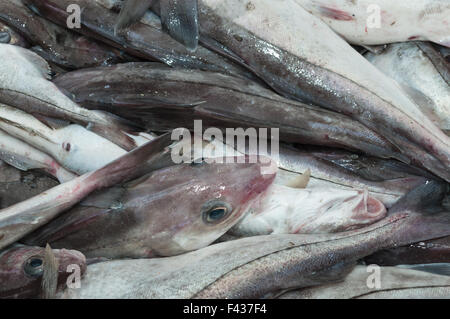 Schellfisch auf Deck des Offshore-Dragger.  Georges Bank, New England Stockfoto