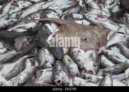 Fang des Skate, Schellfisch und Katzenhai aus Offshore-Dragger.  Georges Bank, New England Stockfoto