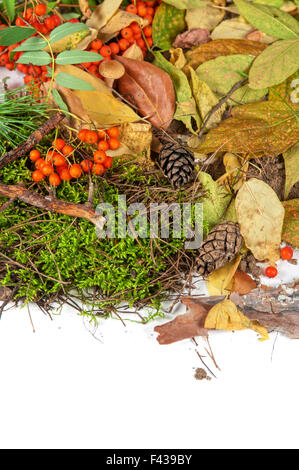 Blätter im Herbst Stockfoto