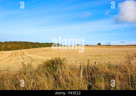 Herbstliche Landschaft mit bunten Wald Bäume betrachtet über eine goldene Stoppelfeld auf die Yorkshire Wolds an einem schönen Oktobertag. Stockfoto