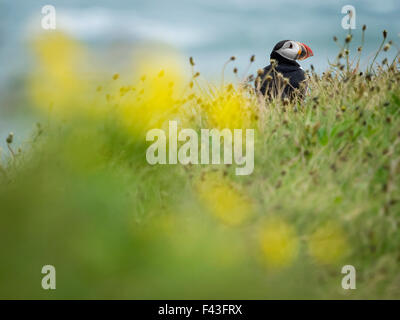 Ein Papageientaucher auf den Klippen von Dyrhólaey. Stockfoto