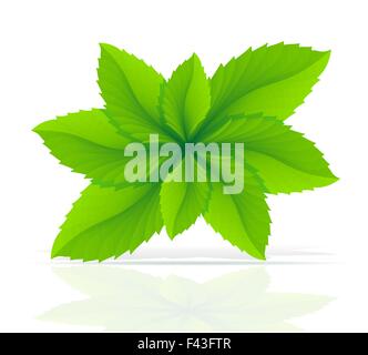 abstrakte Minzblätter Vektor-Illustration isoliert auf weißem Hintergrund Stock Vektor