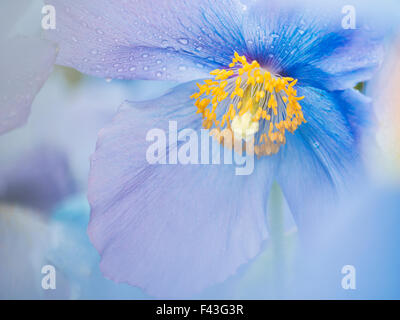 Eine blaue Mohn Blume Nahaufnahme mit Regentropfen auf den Blütenblättern. Stockfoto