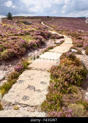 Stein markiert Wanderweg über Heather Moorland in den Simonside Hügeln in der Nähe von Rothbury Northumberland, England Stockfoto