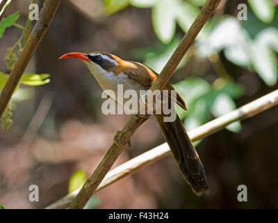 Ein rot-billed Scimitar Schwätzer von unten betrachtet und thront auf einem Bambus in Phu Suan Sai N P in Loei Provinz in Nord-Thailand Stockfoto