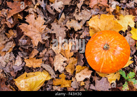 Nahaufnahme von Halloween-Kürbis auf den Blättern Stockfoto