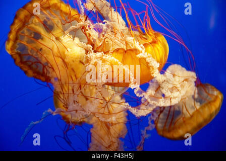 Orange Quallen in einem aquarium Stockfoto