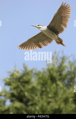 Heron über einen Baum zu fliegen. Stockfoto