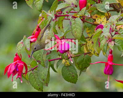 Ein Weibchen grün-tailed Sunbird auf eine Fuchsie bush nahe dem Gipfel des Doi Inthanon in der Provence von Chiang Mai im Norden Thailands Stockfoto