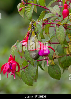 Ein weibliche grün-tailed Sunbird nippen Nektar aus einer Fuchsia Blume nahe dem Gipfel des Doi Inthanon in Chiang Mai Nord Thailand Stockfoto