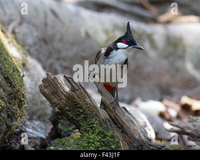 Ein rot-Schnurrbärtiger Bulbul thront auf einem kleinen Baumstamm in den thailändischen Wald Stockfoto