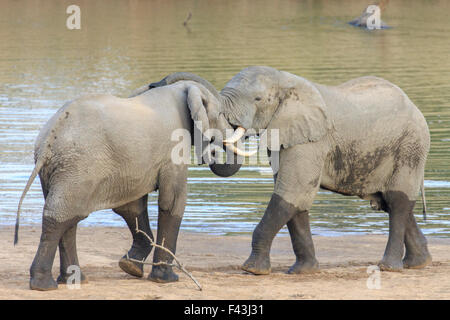 Afrikanischer Bush Elefant (Loxodonta Africana), South Luangwa Nationalpark, Sambia Stockfoto