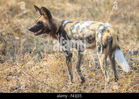 Afrikanische Wild dog (Lyacon Pictus), South Luangwa-Nationalpark, Sambia Stockfoto