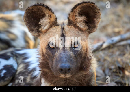 Afrikanische Wild dog (Lyacon Pictus), South Luangwa-Nationalpark, Sambia Stockfoto