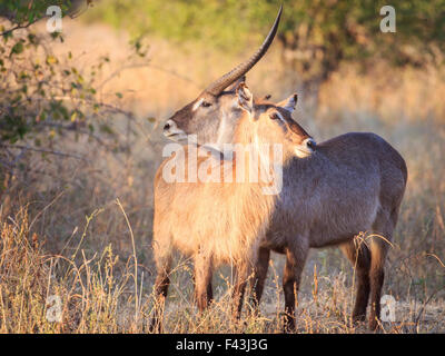 Ellipsen Wasserbock (Kobus Ellipsiprymnus), South Luangwa Nationalpark, Sambia Stockfoto