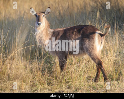 Ellipsen Wasserbock (Kobus Ellipsiprymnus), South Luangwa Nationalpark, Sambia Stockfoto