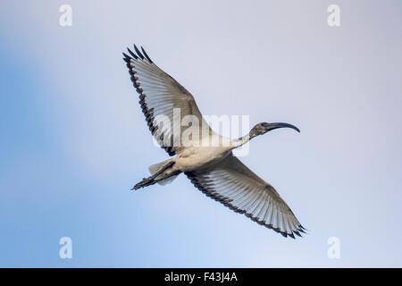 Sacred Ibis (Threskiornis Aethiopicus), South Luangwa Nationalpark, Sambia Stockfoto