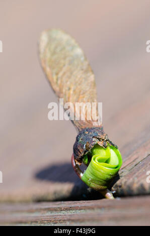 Ahorn Samen Stockfoto