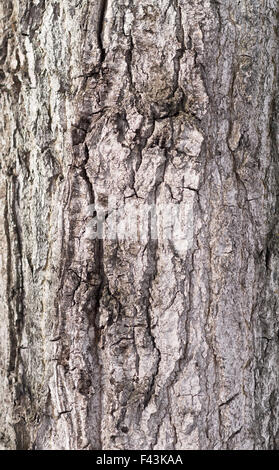 Baumrinde Stockfoto