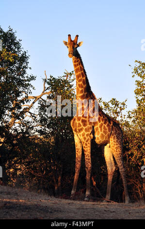 Giraffe Stockfoto