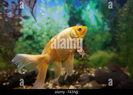 Bunte Fische im aquarium Stockfoto