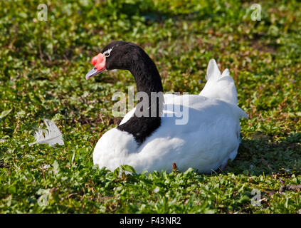 Schwarz-Necked Schwan (Cygnus Melancoryphus) Stockfoto