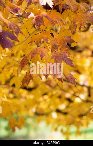 Acer Saccharum Nigrum. Schwarz-Ahorn Blätter im Herbst Stockfoto