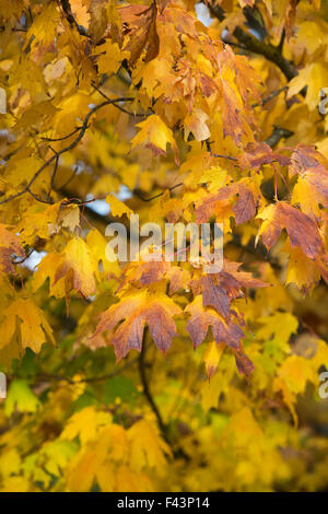 Acer Saccharum Nigrum. Schwarz-Ahorn Blätter im Herbst Stockfoto