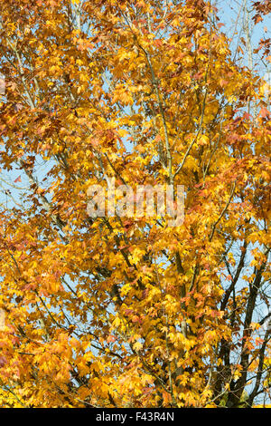 Acer Saccharum Nigrum. Schwarz-Ahorn Blätter im Herbst Stockfoto