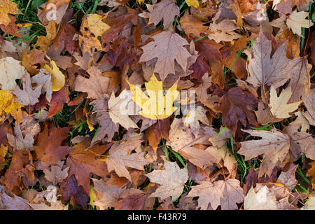 Acer Saccharum Nigrum. Gefallenen schwarz Ahorn Blätter im Herbst auf dem Boden Stockfoto