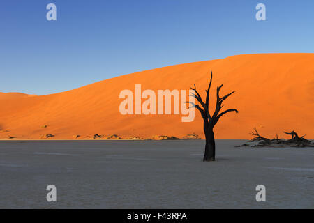 Sonnenaufgang im Deadvlei beleuchten die roten Sanddünen, während der Boden und die abgestorbenen Bäume noch in den Schatten in Sossusvlei sind Stockfoto