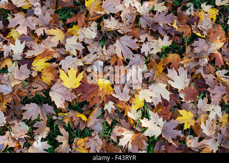 Acer Saccharum Nigrum. Gefallenen schwarz Ahorn Blätter im Herbst auf dem Boden Stockfoto