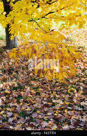 Acer Saccharum Nigrum. Schwarz-Ahorn Blätter im Herbst Stockfoto