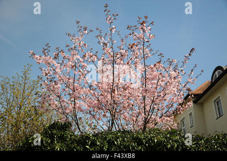 Lila-Blatt Pflaume Stockfoto