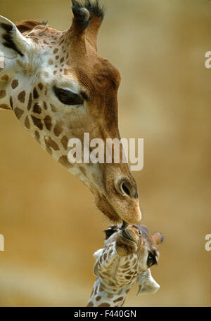 Westafrikanischen / Niger Giraffe (Giraffa Plancius Peralta) Mutter und Baby. Zoo Doue La Fontaine, Frankreich. In Gefangenschaft. Stockfoto