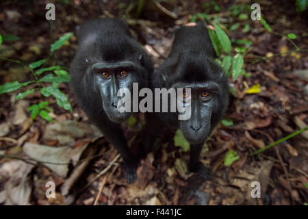 Celebes / schwarz crested Makaken (Macaca Nigra) zwei Jugendliche nähert sich mit Neugier, Tangkoko Nationalpark, Sulawesi, Indonesien. Stockfoto